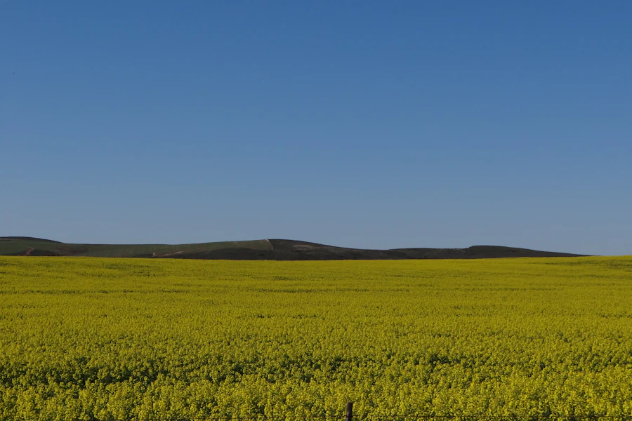 Golden canola flowers in an agricultural field