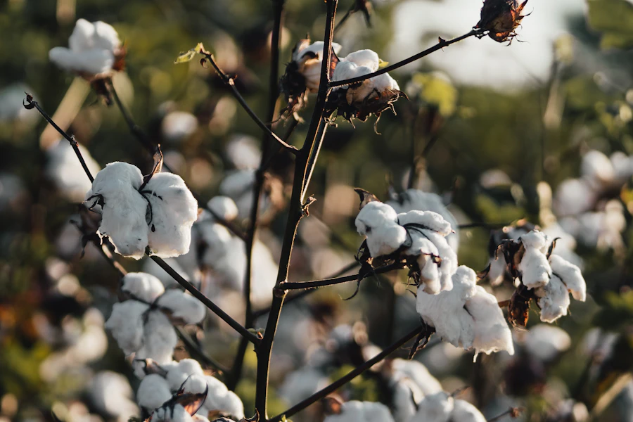 Cotton bolls representing the source of cottonseed oil