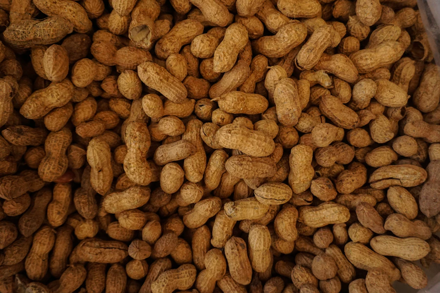 Harvested groundnuts in their shells