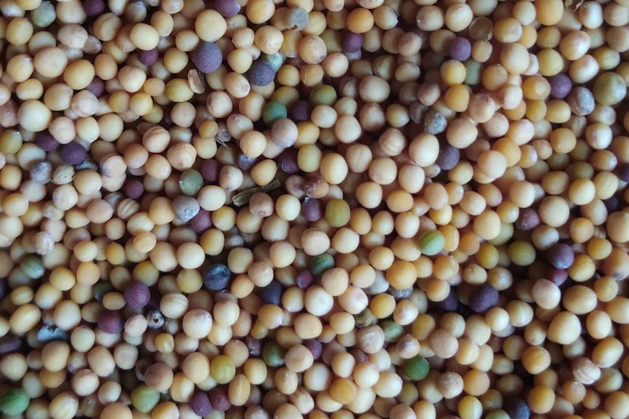 Mustard seeds in warm natural tones