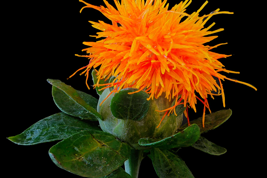 Orange safflower blossom