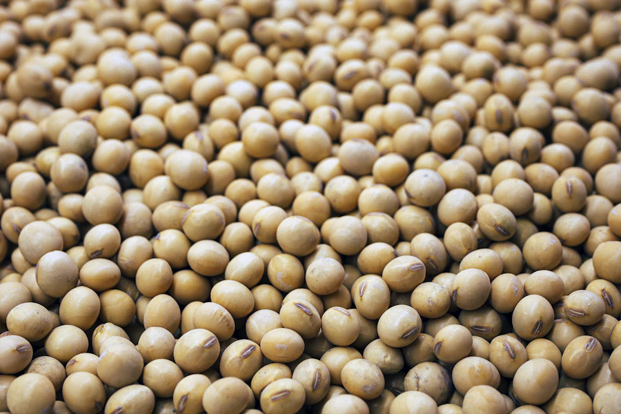 Pale golden soybeans