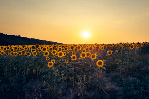 Sunflowers growing in golden evening light