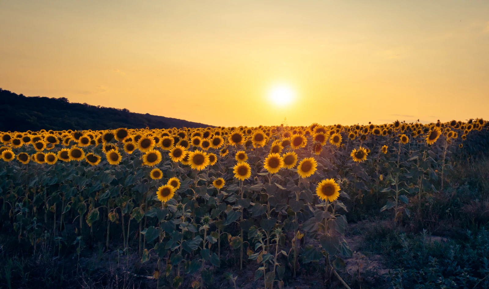 Golden sunflower fields at sunset
