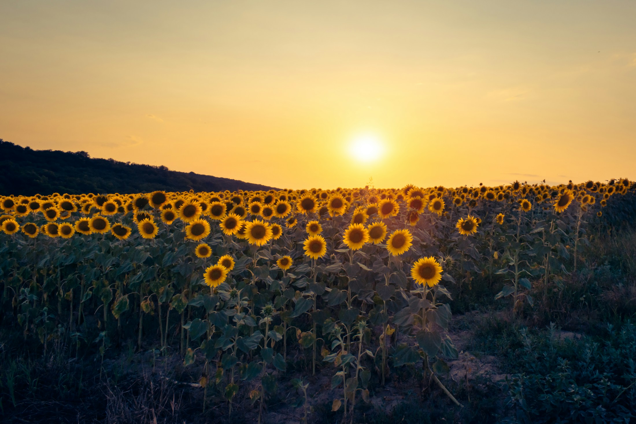 Sunflowers growing in a field at sunset